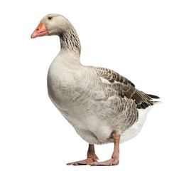 Domestic goose, Anser anser domesticus, standing © Eric Isselée