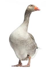 Domestic goose, Anser anser domesticus, standing, isolated © Eric Isselée