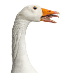 Domestic goose, Anser anser domesticus, clucking, isolated