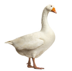 Domestic goose, Anser anser domesticus,standing and looking down - obrazy, fototapety, plakaty