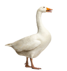 Domestic goose, Anser anser domesticus, standing and clucking