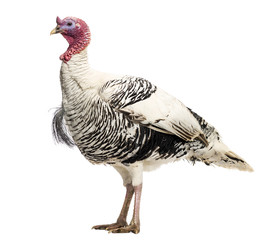 Turkey, Meleagris gallopavo, standing, isolated on white