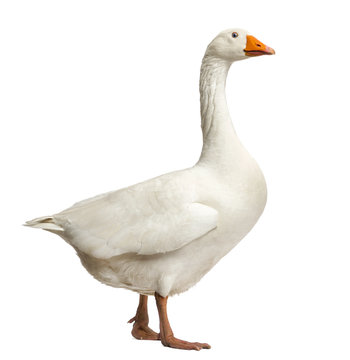 Domestic goose, Anser anser domesticus, standing, isolated