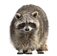 Racoon, Procyon Iotor,  standing, isolated on white © Eric Isselée
