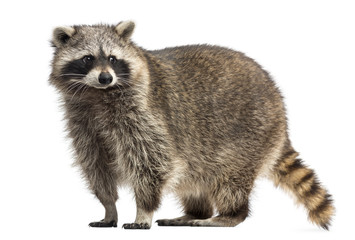 Racoon, Procyon Iotor,  standing, isolated on white