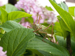 Grasshopper