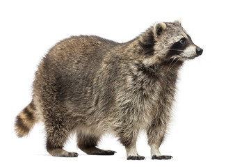 Racoon, Procyon Iotor,  standing, isolated on white © Eric Isselée