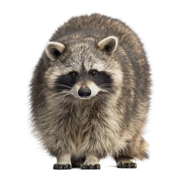 Racoon, Procyon Iotor, standing, isolated on white © Eric Isselée