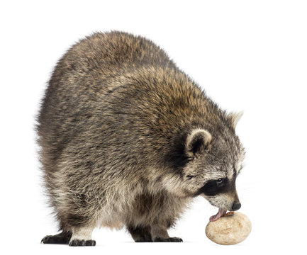Racoon, Procyon Iotor,  Standing, Eating An Egg, Isolated