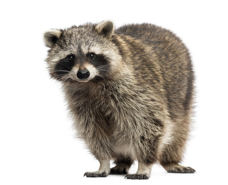 Racoon, Procyon Iotor, standing, isolated on white © Eric Isselée