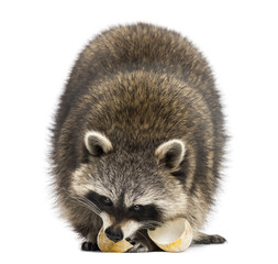 Racoon, Procyon Iotor,  standing, eating an egg, isolated