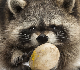 Close-up of a Racoon, Procyon Iotor, eating an egg