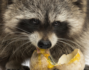 Close-up of a Racoon, Procyon Iotor, eating an egg © Eric Isselée