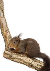 Naklejka na ściany i meble Red squirrel, Sciurus vulgaris, standing on a branch