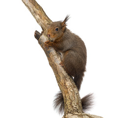 Red squirrel, Sciurus vulgaris, climbing a tree