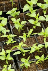 Seedlings in boxes prepared for planting.