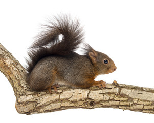 Side view of a Red squirrel, Sciurus vulgaris, standing