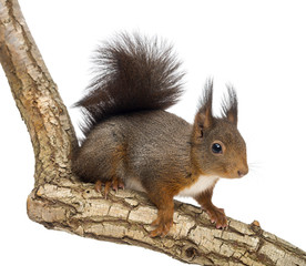 Side view of a Red squirrel, Sciurus vulgaris, standing