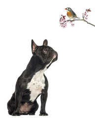 French Bulldog sitting, looking up a red-billed Leiothrix