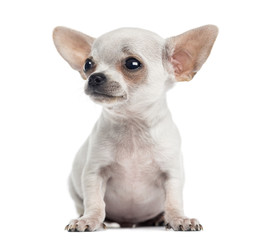 Chihuahua puppy sitting, looking up, 4 months, isolated on white