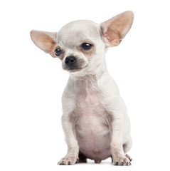 Chihuahua puppy sitting, 4 months, isolated on white