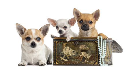 Group of Chihuahuas in a vintage box, isolated on white