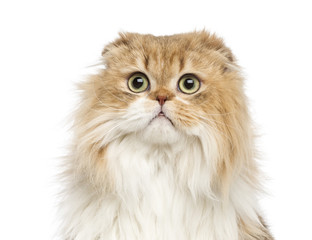 Close-up of a Highland Fold, isolated on white