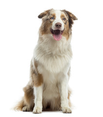 Australian Shepherd puppy, sitting and panting, 10 months old