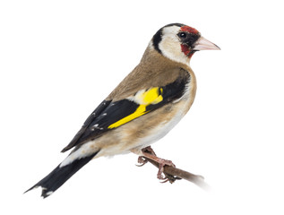 European Goldfinch, carduelis carduelis, perched on a branch