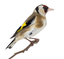 European Goldfinch, carduelis carduelis, perched on a branch