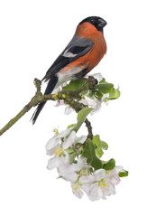 Bullfinch perched on a blossoming branch, isolated on white
