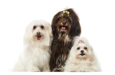 Group of panting dogs, Maltese and Havanese, isolated on white