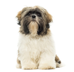 Shih Tzu puppy sitting, facing, isolated on white
