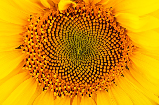 sunflower on a full background