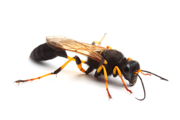 Wasp (Sceliphron destillatorium) isolated on white