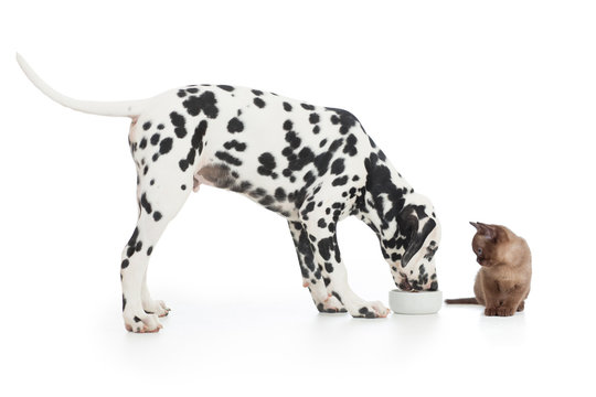 Dalmatian dog eating from bowl and kitten sitting close on white