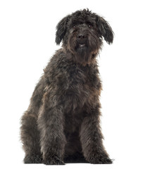 Bouvier des Flandres sitting, isolated on white
