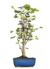 Ginkgo bonsai tree, ginkgoaceae, isolated on white