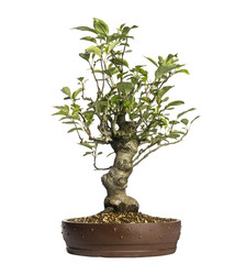 Malus Perpetu bonsai tree, isolated on white