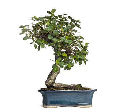 red maple bonsai anzucht 20” Autumn Maple Bonsai main image 0