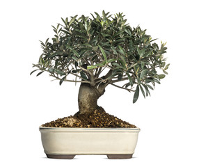 Olive, bonsai tree, olea europaea, isolated on white