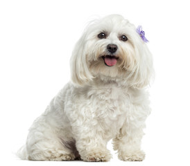Maltese sitting, panting, isolated on white