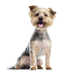 Yorkshire Terrier panting, sitting, isolated on white