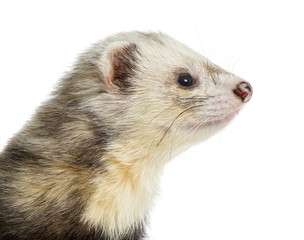 Close-up of a Ferret, isolated on white