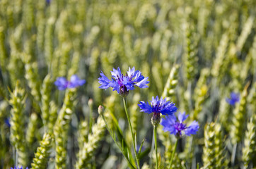 Fototapeta premium blue summer cornflowers on wheat field