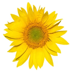 Papier peint photo autocollant rond Tournesol sunflower