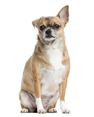 Obraz premium Chihuahua sitting, isolated on white