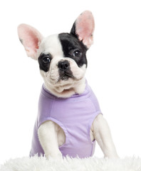 Close up of a dressed French Bulldog looking at the camera, isol