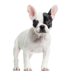 French bulldog standing, looking at the camera, isolated