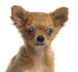 Close up of a Chihuahua puppy, 4 months, isolated on white